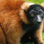 3. Drusillas